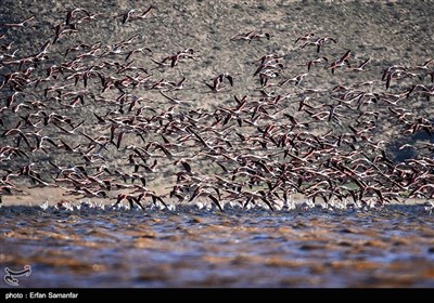 Migrating Flamingos in Wetlands of Iran's Southern Province of Fars