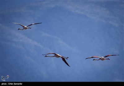 Migrating Flamingos in Wetlands of Iran's Southern Province of Fars