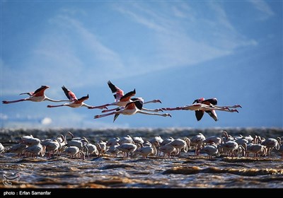 Migrating Flamingos in Wetlands of Iran's Southern Province of Fars