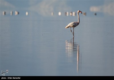 Migrating Flamingos in Wetlands of Iran's Southern Province of Fars