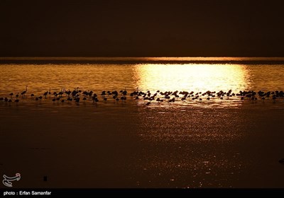 Flamingolar İran'a Geri Dönüyor