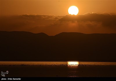 Migrating Flamingos in Wetlands of Iran's Southern Province of Fars