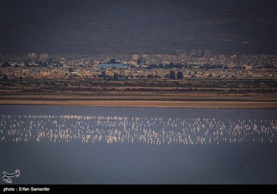 Migrating Flamingos in Wetlands of Iran's Southern Province of Fars