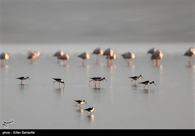 Migrating Flamingos in Wetlands of Iran's Southern Province of Fars