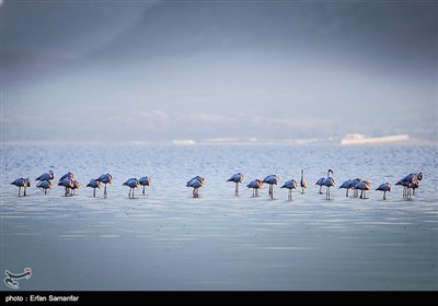 Flamingolar İran'a Geri Dönüyor