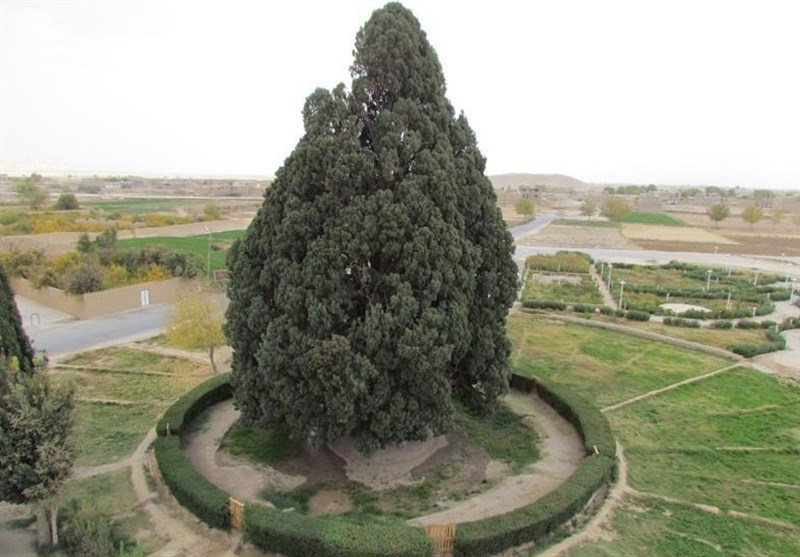 The 4000 -Year-Old Cypress of Abarkouh