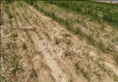 کشاورزان خسارت دیده آذربایجان غربی 283 میلیارد ریال غرامت دریافت کردند