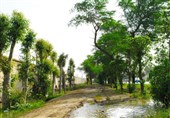 وقف 400 اصله درخت برای تامین سایه‌سار رهگذران و مسافران
