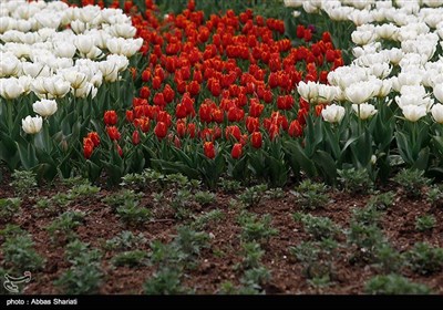 مهرجان سنوی لزهور التولیب فی مدینة کرج غرب طهران