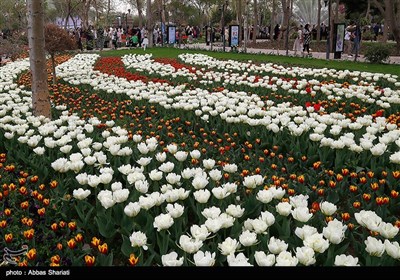 مهرجان سنوی لزهور التولیب فی مدینة کرج غرب طهران