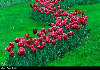 مهرجان سنوی لزهور التولیب فی مدینة کرج غرب طهران