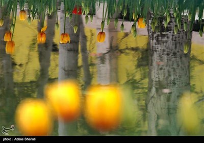 پنجمین جشنواره لاله ها -کرج