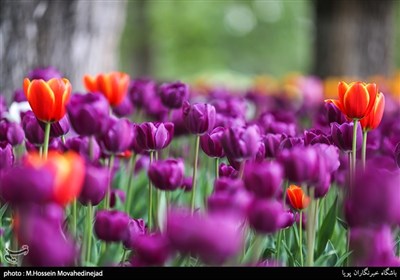 Tehran Parks Festooned with Tulips in Spring