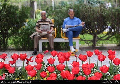 Tehran Parks Festooned with Tulips in Spring