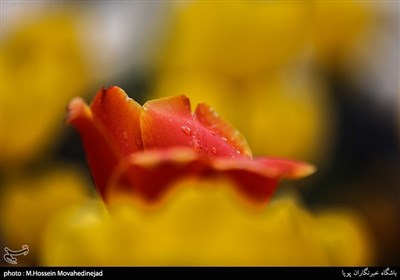 Tehran Parks Festooned with Tulips in Spring