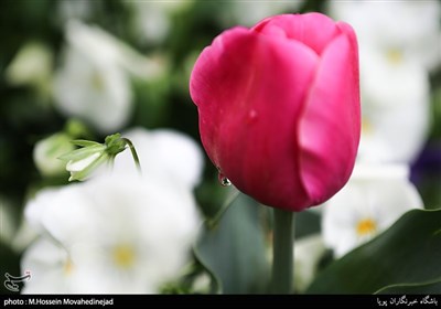 Tehran Parks Festooned with Tulips in Spring