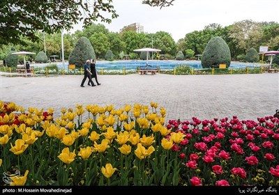 Tehran Parks Festooned with Tulips in Spring