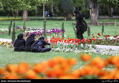 Tehran Parks Festooned with Tulips in Spring