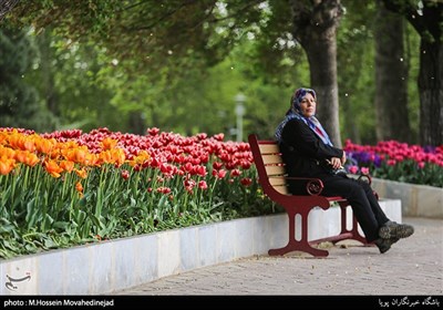 Tehran Parks Festooned with Tulips in Spring