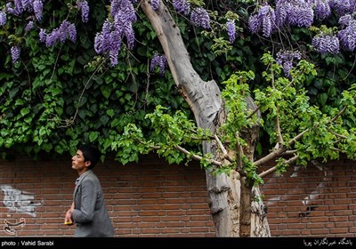 گلهای اقاقیا در کوچه پس کوچه های تهران 