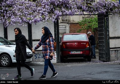 ورد جمیل تتزین به شوارع وأزقة طهران فی الربیع