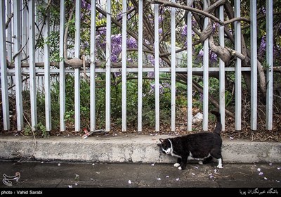 گلهای اقاقیا در کوچه پس کوچه های تهران 