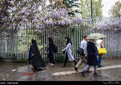 ورد جمیل تتزین به شوارع وأزقة طهران فی الربیع