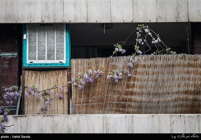 گلهای اقاقیا در کوچه پس کوچه های تهران 