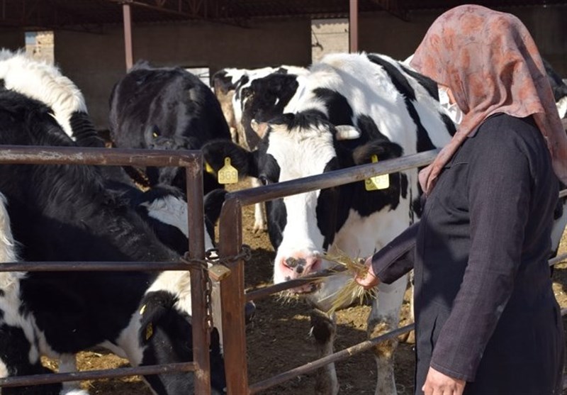 تولید ١٢٦ کیلو شیر به ازای هر ایرانی در سال 96