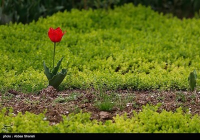 ایران کے شہر کرج میں پھولوں کا میلہ