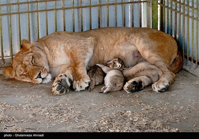 تولد سه توله شیر آفریقایی در باغ وحش بابلسر