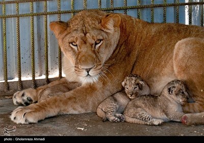 تولد سه توله شیر آفریقایی در باغ وحش بابلسر