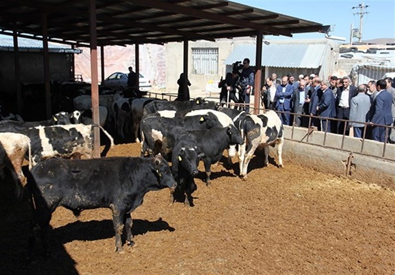 معاون دامپزشکی کشور: 100 هزار راس گاو از برزیل وارد سیستان و بلوچستان می‌شود