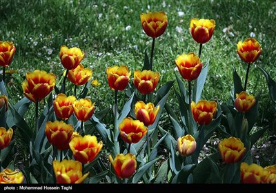جشنواره گل های داوودی بوستان ملت - مشهد