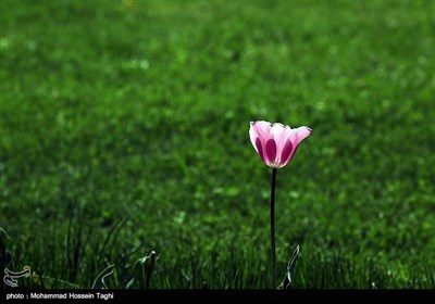 جشنواره گل های داوودی بوستان ملت - مشهد