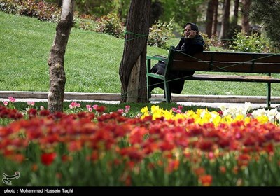 جشنواره گل های داوودی بوستان ملت - مشهد