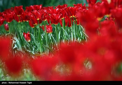 جشنواره گل های داوودی بوستان ملت - مشهد