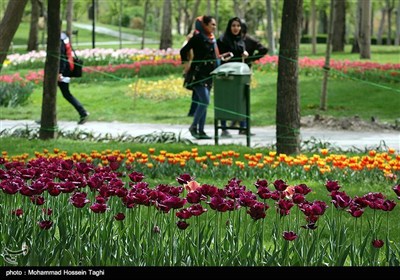 جشنواره گل های داوودی بوستان ملت - مشهد