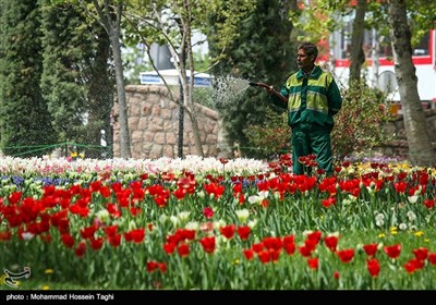 جشنواره گل های داوودی بوستان ملت - مشهد