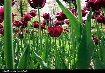 جشنواره گل های داوودی بوستان ملت - مشهد