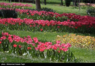 جشنواره گل های داوودی بوستان ملت - مشهد