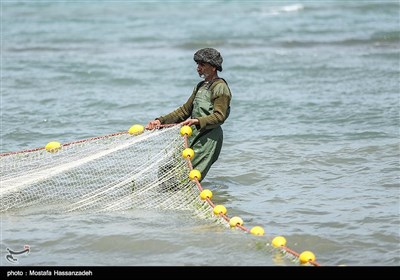 پایان فصل صید ماهی در میانکاله