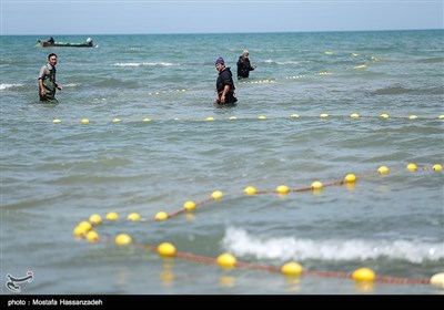 پایان فصل صید ماهی در میانکاله