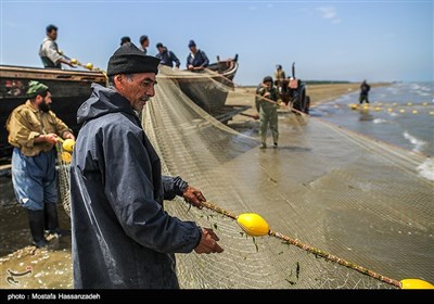 پایان فصل صید ماهی در میانکاله