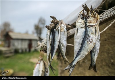 پایان فصل صید ماهی در میانکاله