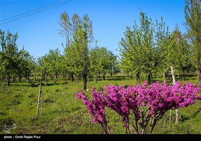 أجواء الطبیعة والربیع فی ’’رودسر‘‘