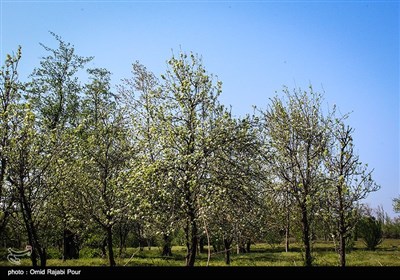 طبیعت بهاری رودسر