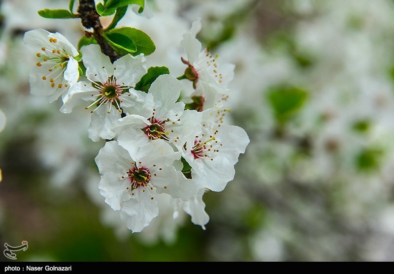 طبیعة مدینة ایلام الربیعیة