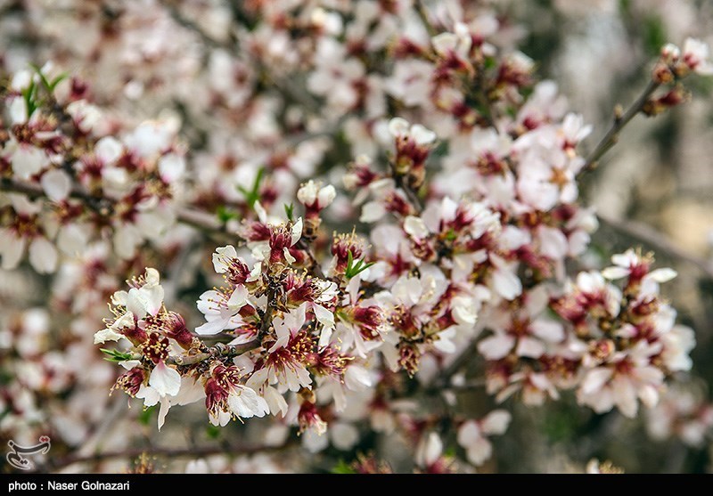 طبیعة مدینة ایلام الربیعیة