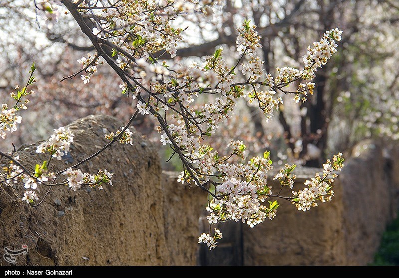 طبیعة مدینة ایلام الربیعیة